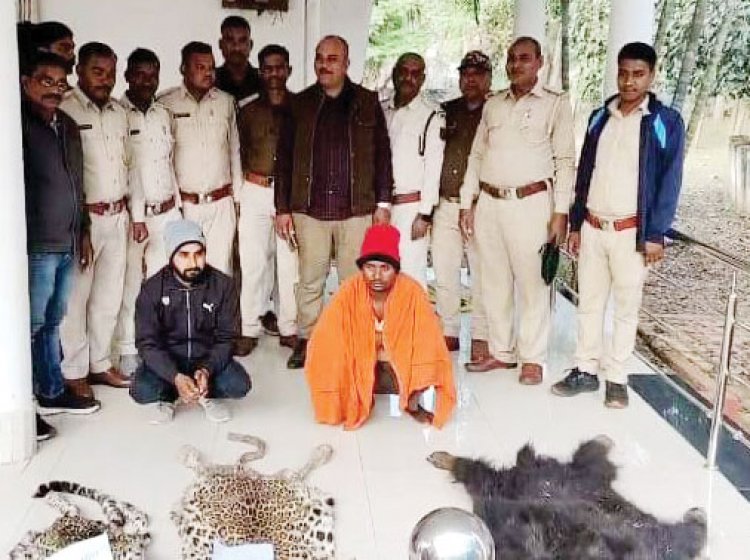 Two accused arrested with leopard and bear skins.