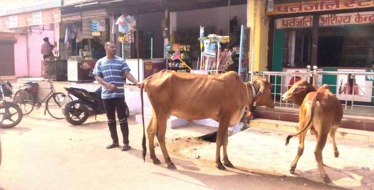 Corporation team caught 9 nomadic cattle.