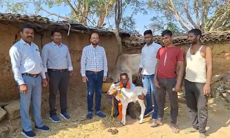 First Punganur calf born in Jashpur, a historic achievement for the district