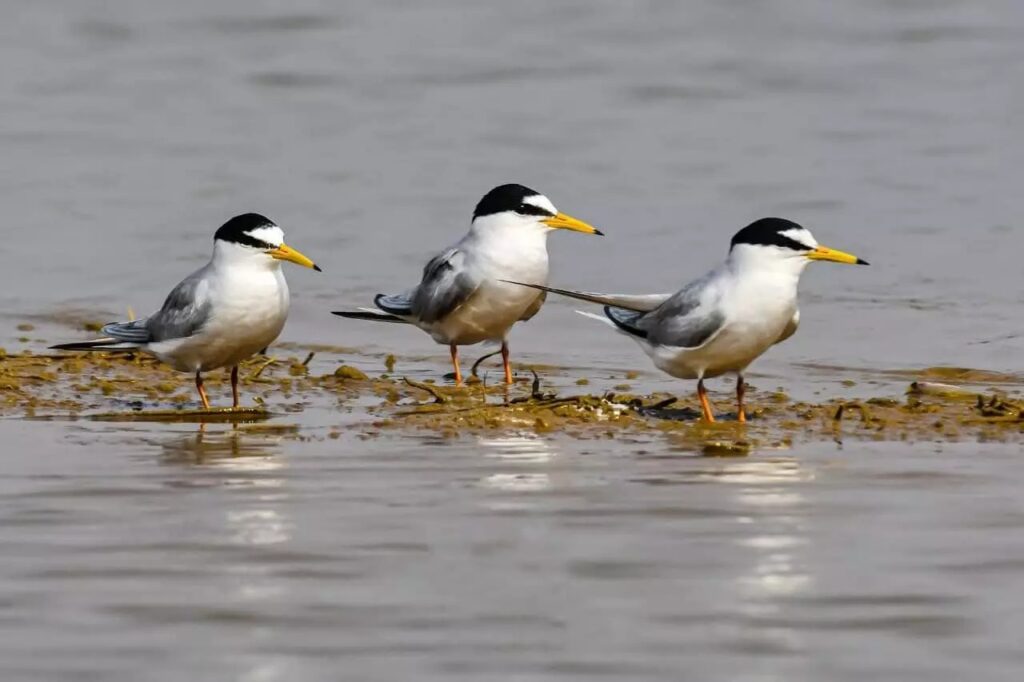 Chhattisgarh's Kopra reservoir will get Ramsar site status, State Wetland Authority sent proposal