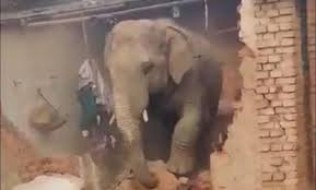 The terror of the elephant continues unabated, it crushed a sleeping couple to death.