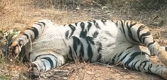 Tigers in danger in Chhattisgarh! A carcass found in Surajpur. Was it poached? Learn the inside story.