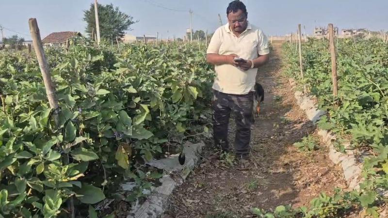 Cultivation of grafted brinjal boosts farmer Yogesh Agarwal's income
