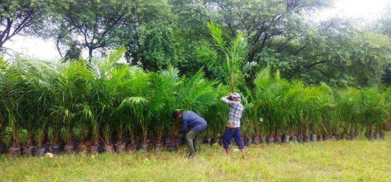Promotion of oil palm cultivation: Initiative to increase farmers' income through additional subsidy