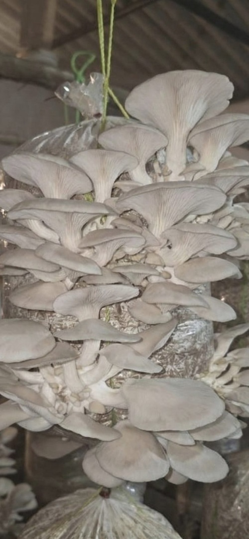 Dantewada's women power becomes self-reliant through organic mushroom production