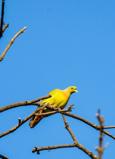 Rare Orange-breasted Green-Pigeon bird spotted in Barnawapara Sanctuary after many years