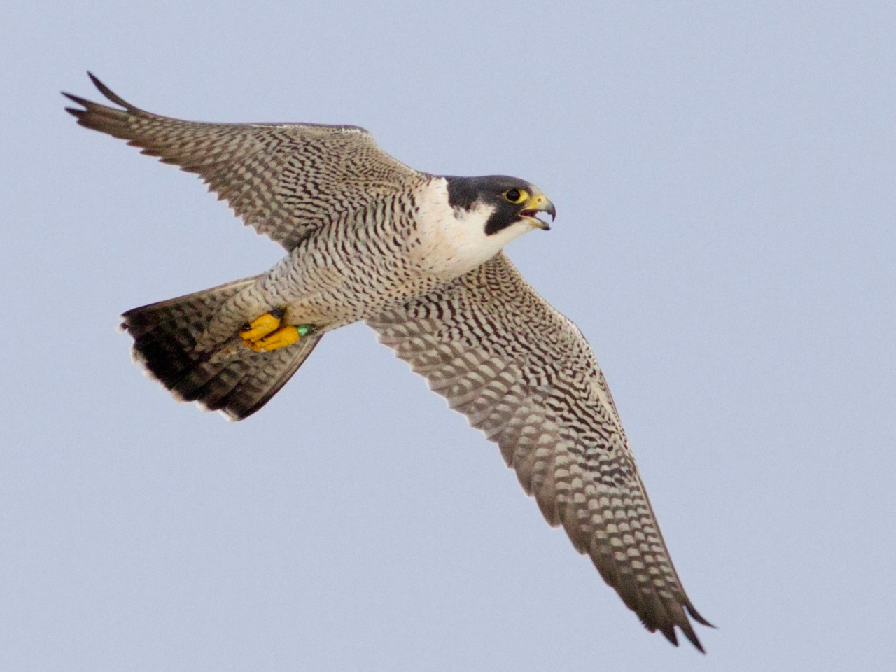 The world's fastest flying bird, the Peregrine Falcon, was spotted in Udanti-Sitanadi.