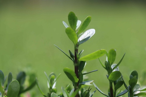 From Paddy to Brahmi: Farmers moving towards higher profits at lower costs