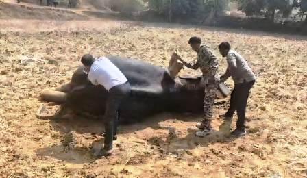 Injured elephant given immediate treatment