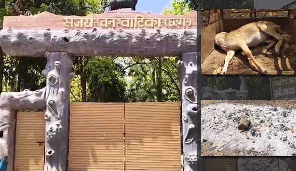 Four employees, including the in-charge, were suspended after the death of 15 deer.