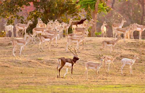 Scientific relocation of blackbucks in Barnawapara Sanctuary: 34 deer safely released into their natural habitat in two phases