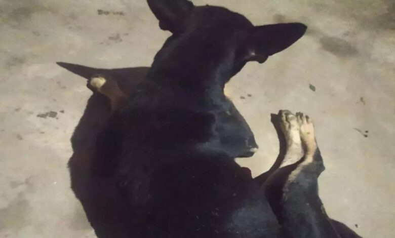 Shameful act with mute animal in Sarkanda, accused arrested after video goes viral on social media
