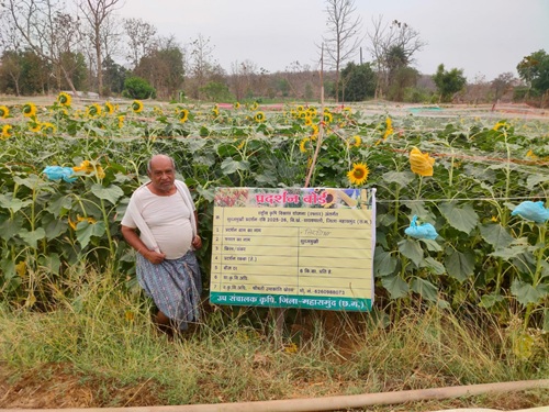 Summer oilseed farming is leading farmers towards prosperity