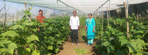 National Horticulture Mission: Farmer Manish Mishra earned Rs 2 lakh from cucumber crop