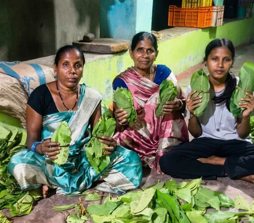 Green gold becomes the foundation of prosperity: The increased rate of tendu leaf purchase has boosted the enthusiasm and confidence of collectors, bringing excitement to every stall.