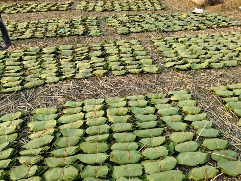 Forest is life: Forest department schemes are helping thousands of families