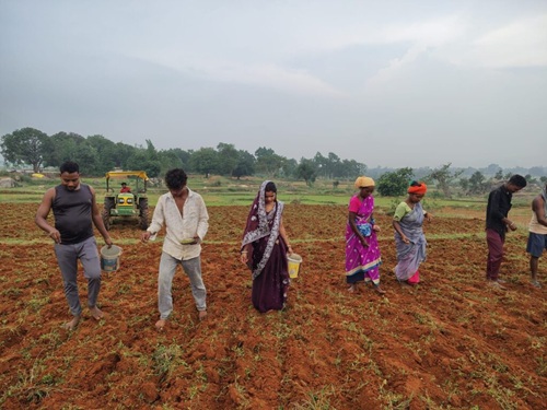 The improved green gram variety GAM-5 will change the fortunes of the farmers of the region.