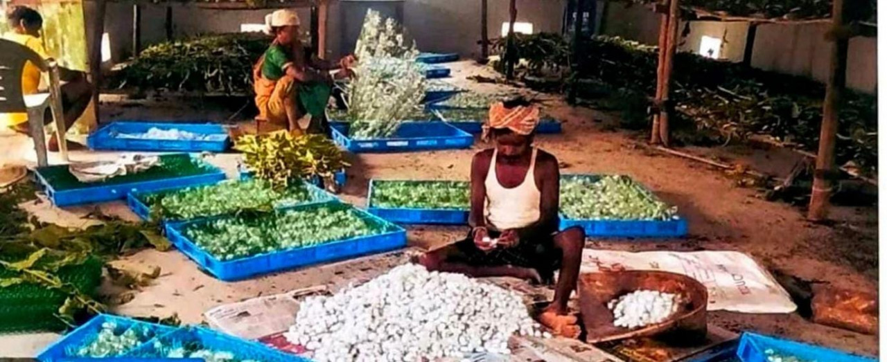 The fabric of self-reliance is being woven with silk in Narayanpur, silkworm rearing has changed the fate of the villagers of the forest area&hellip;.
