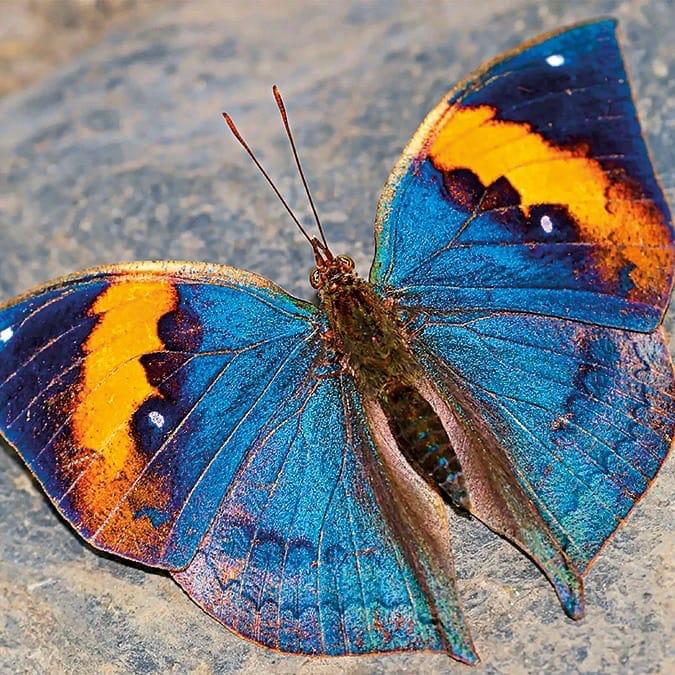 Chhattisgarh will soon get its first state butterfly