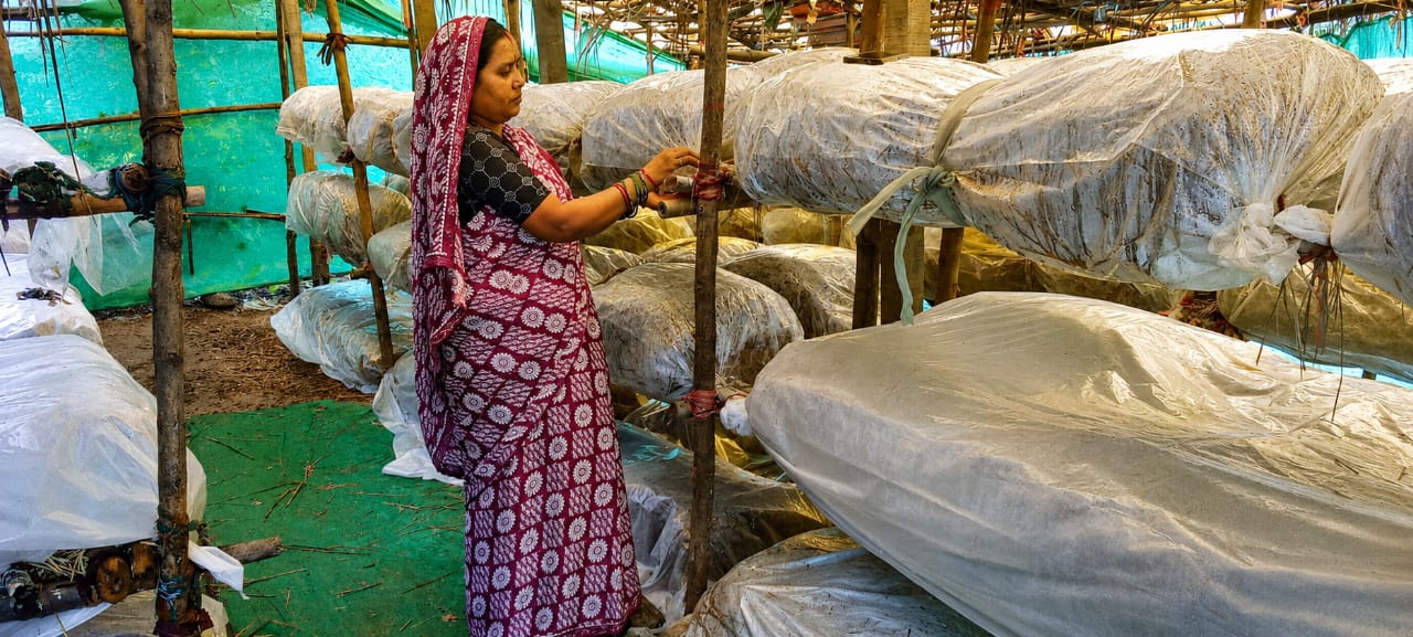 Rashtriya Gramin Ajeevika Mission Bihan becomes a powerful medium for change, Pushpa Saav changes her destiny through mushroom production