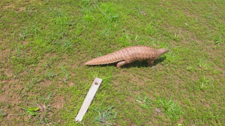 Rare pangolin rescued safely on Forest Minister Kedar Kashyap's initiative