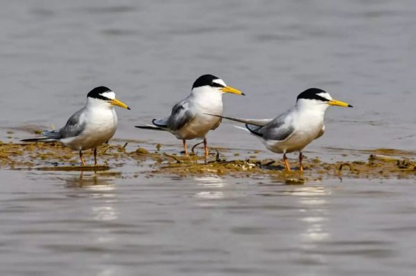 Chhattisgarh's Kopra reservoir will get Ramsar site status, State Wetland Authority sent proposal