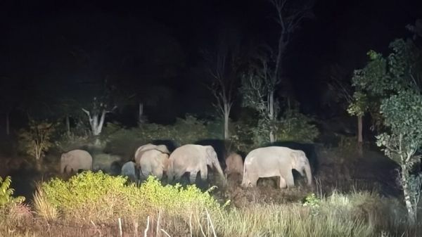 Elephants wreak havoc in Sakti district; a herd of 15 to 20 wild elephants enters the border area, creating panic among villagers.