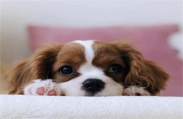 Will teachers now teach or create resumes for dogs? A shocking order has been issued.