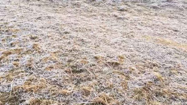 Severe cold wave... Temperature close to freezing point in Surguja-Balrampur... Weather department issues alert!