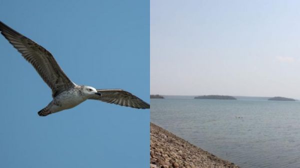 Rare Steppe Gull spotted at Ruse Reservoir in Khairagarh after 5 years, sparking excitement among birdwatchers