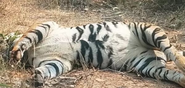 Tigers in danger in Chhattisgarh! A carcass found in Surajpur. Was it poached? Learn the inside story.