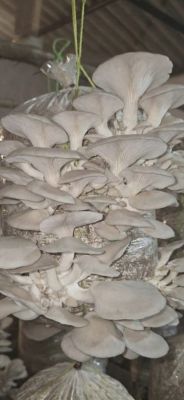 Dantewada's women power becomes self-reliant through organic mushroom production