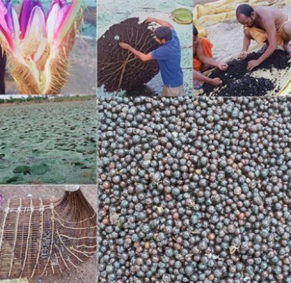 Special Story: Makhana Development Scheme launched in Dhamtari, Balod, Mahasamund and Gariaband districts, with an amount of Rs 178 lakh approved.