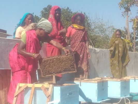 Jashpur- Self-help groups are earning good income from beekeeping