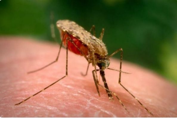 Mosquito Mutation: How did the mosquito that drinks human blood become the world's most dangerous creature?