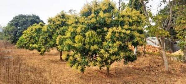 Mango hopper outbreak in mango and control measures