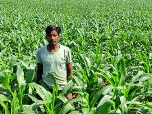 By growing maize instead of paddy, Malti Mohan has become an example of advanced farming.