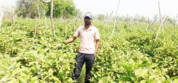 Advanced cultivation of grafted brinjal has strengthened Amrit Banjare's financial condition.