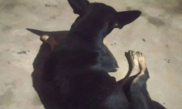 Shameful act with mute animal in Sarkanda, accused arrested after video goes viral on social media