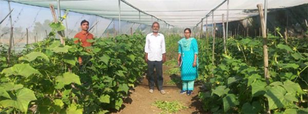National Horticulture Mission: Farmer Manish Mishra earned Rs 2 lakh from cucumber crop