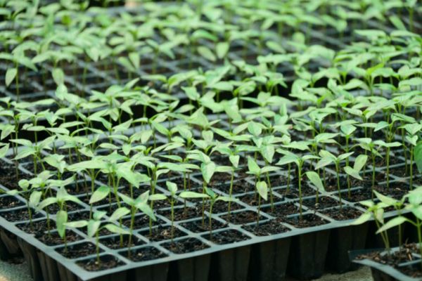 The fragrance of flowers, the bloom of mangoes and the modern technology adorned Government Garden Nursery Pendri