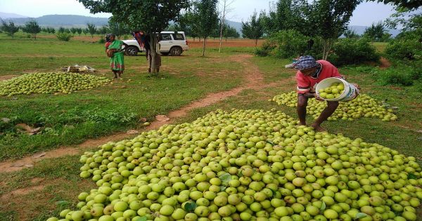 Jashpur's pears are increasing farmers' income, with over 3,500 farmers involved in fruit production.