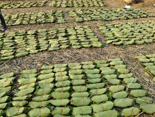 Forest is life: Forest department schemes are helping thousands of families