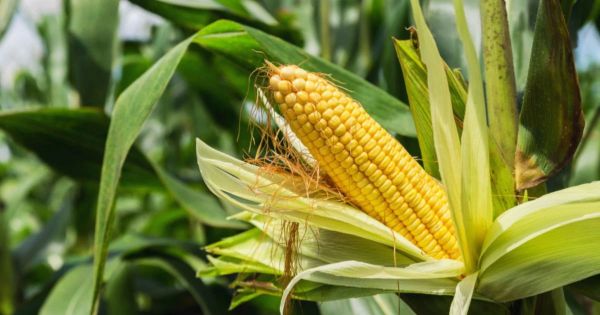 State level advice for advanced cultivation of maize: Balanced fertilizer and correct distance will give higher production&hellip;.