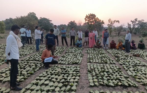 Chhattisgarh Transfers ₹1.39 Crore Bonus to Over 10,000 Tendu Leaf Collectors Through Direct Benefit Transfer :&nbsp;Digital payout strengthens livelihoods of tribal families and reinforces transparent governance under the Sai government
