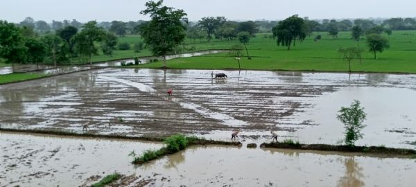 After continuous rains in the district, the fields came back to life.