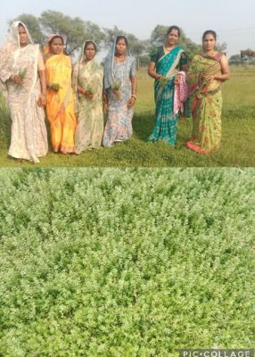 The Dhamtari model has become an inspiration for the country; the cultivation of medicinal plants has transformed the fortunes of women, expanding their reach.