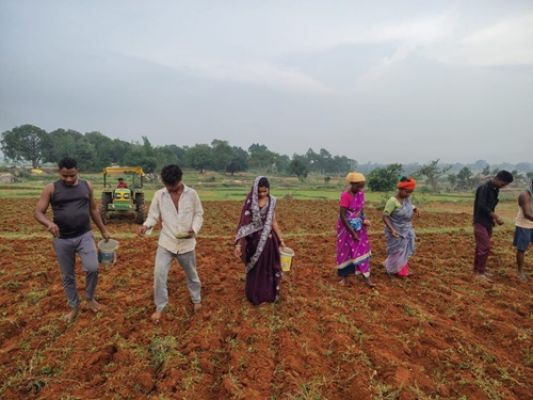 The improved green gram variety GAM-5 will change the fortunes of the farmers of the region.