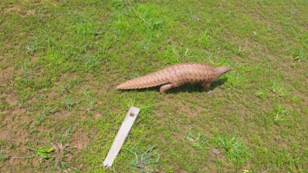 Rare pangolin rescued safely on Forest Minister Kedar Kashyap's initiative