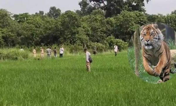 Tiger attacks kill bull, forest department on alert; villagers in panic